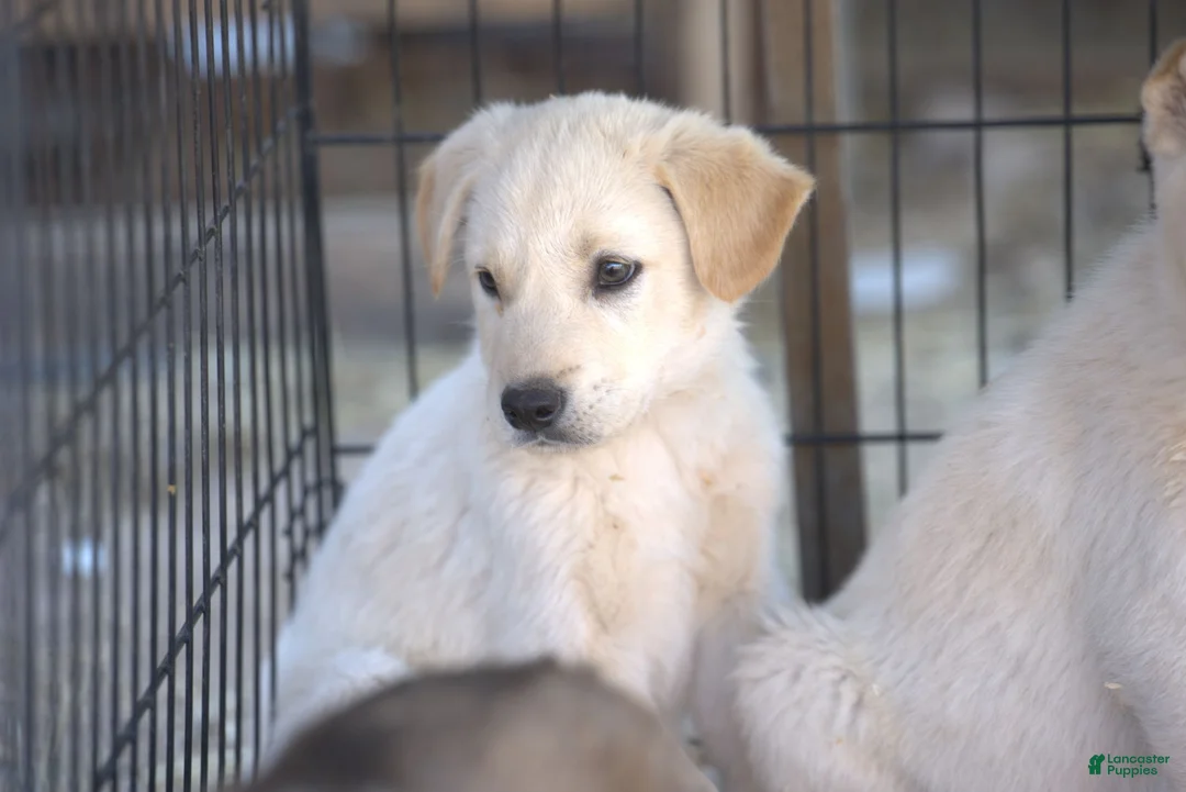 Mixed Breed dogs for sale: Toes M Lorek - Ad 6