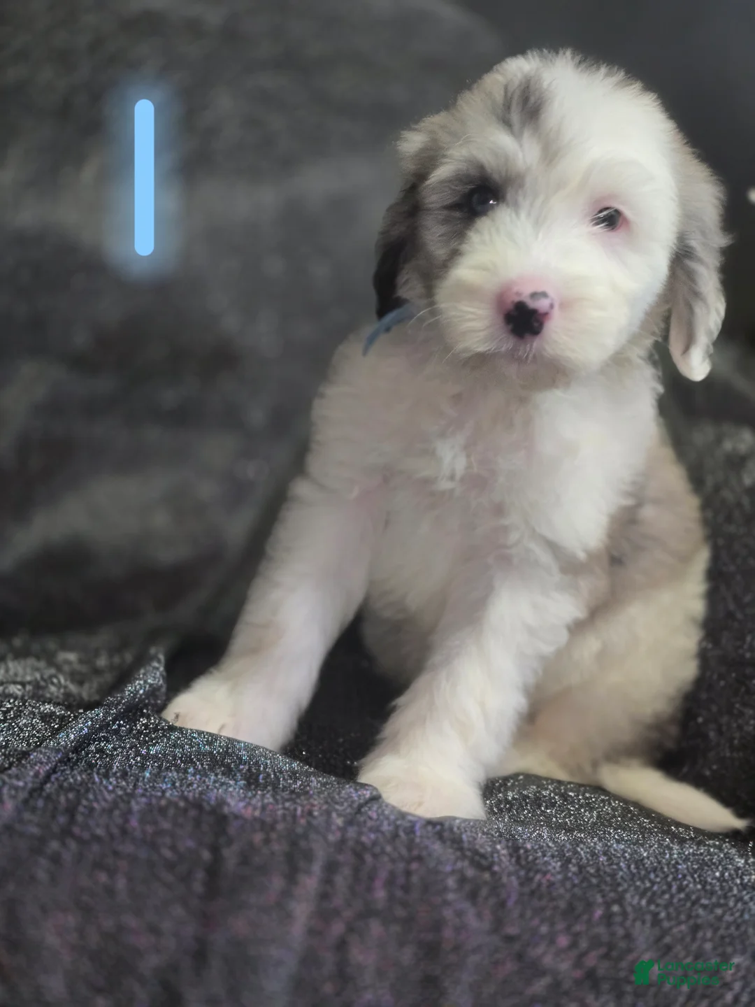 Sheepadoodle dogs for sale: Lotus- light blue collar - Ad 2