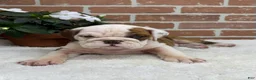 English Bulldog dogs for sale: Patrick - Ad 3