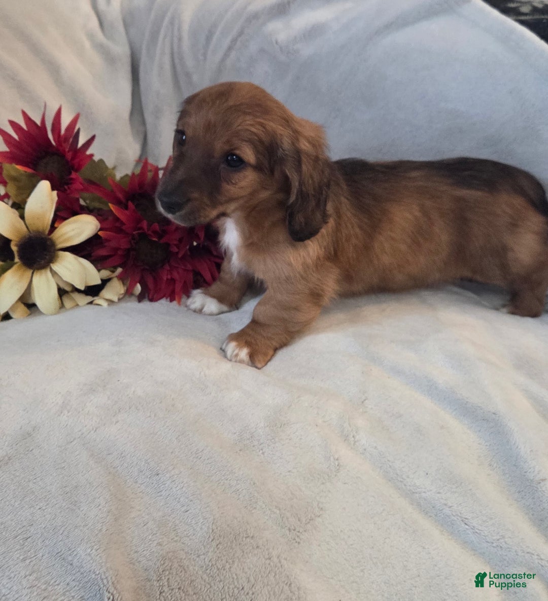 Miniature Dachshund dogs for sale: Mocha - Ad 5