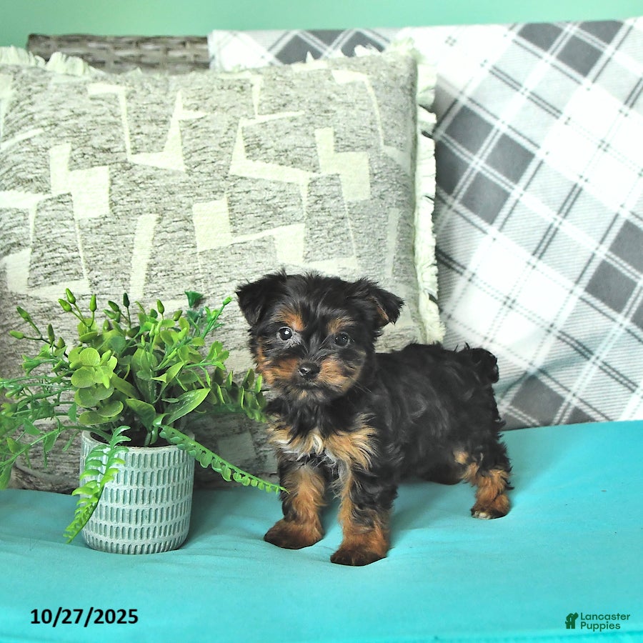 Yorkshire Terrier dogs Kelly - Ad 38