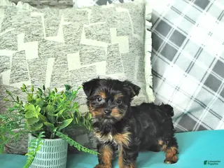 Yorkshire Terrier dogs Kelly - Ad 42