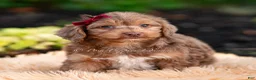 Yorkiepoo dogs for sale: Willywonka - Ad 5