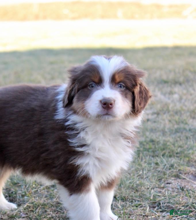 Australian Shepherd dogs Banjo - Ad 1