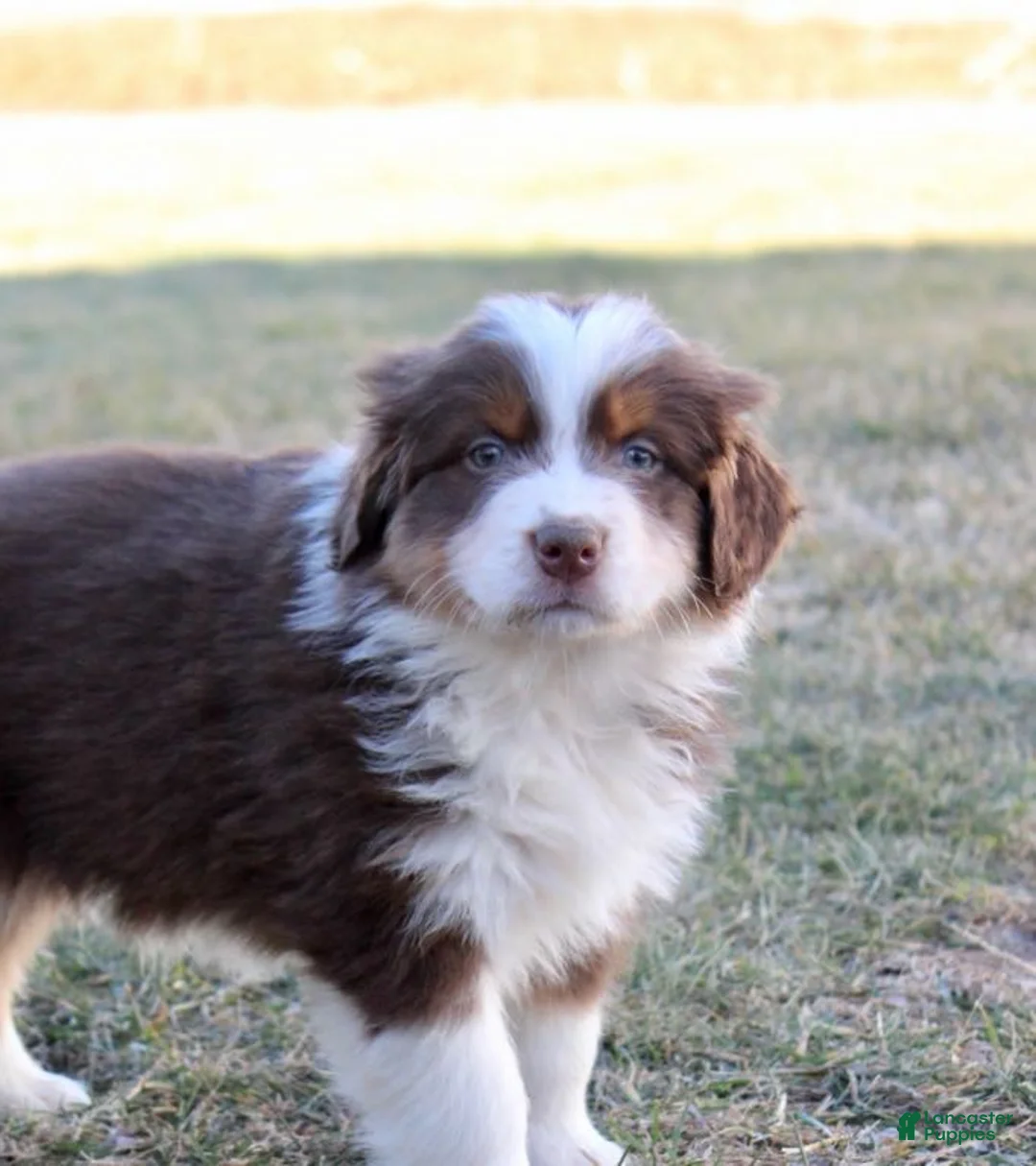 Australian Shepherd dogs for sale: Banjo - Ad 1
