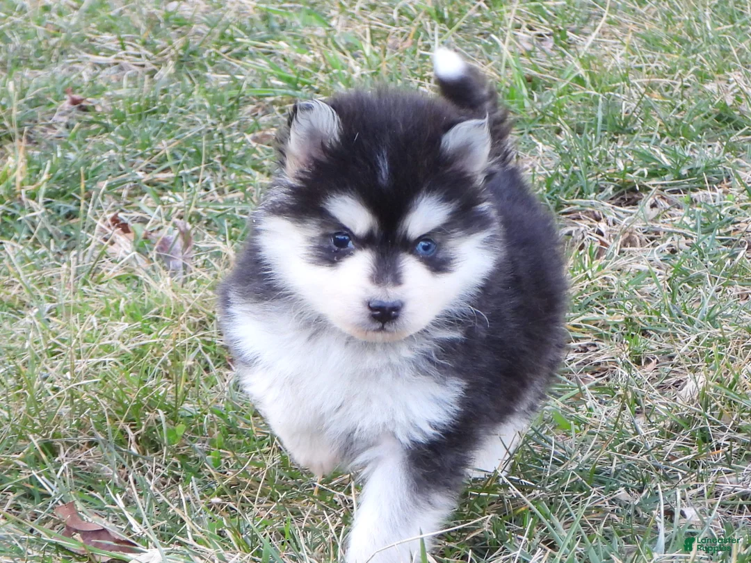 Pomsky dogs for sale: Arney - Ad 5