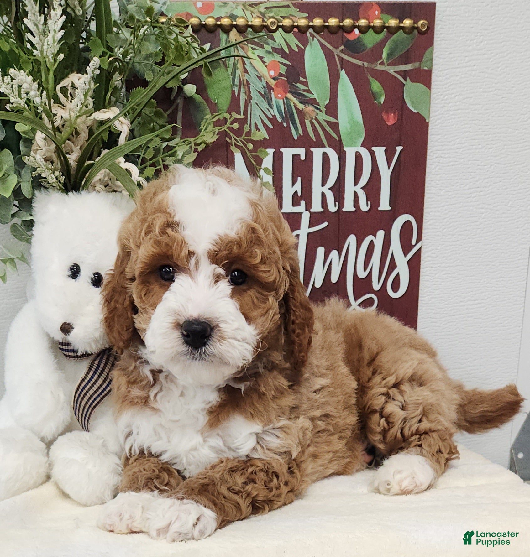 Mini Goldendoodle dogs Franklin - Ad 21