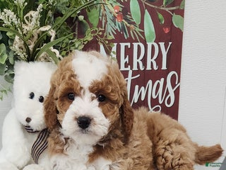 Mini Goldendoodle dogs Franklin - Ad 11