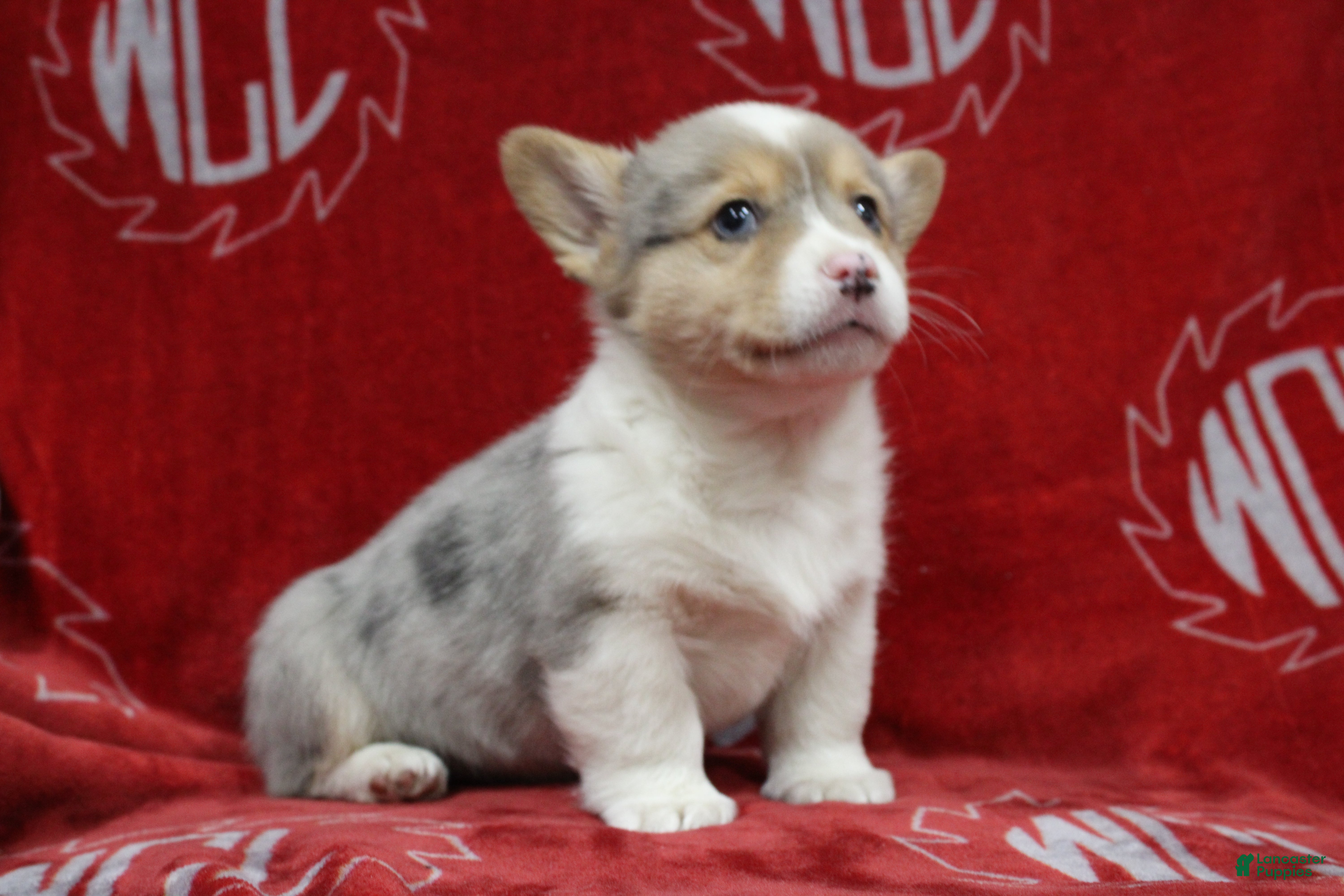 Welsh Corgi Pembroke dogs Bruno - Ad 2