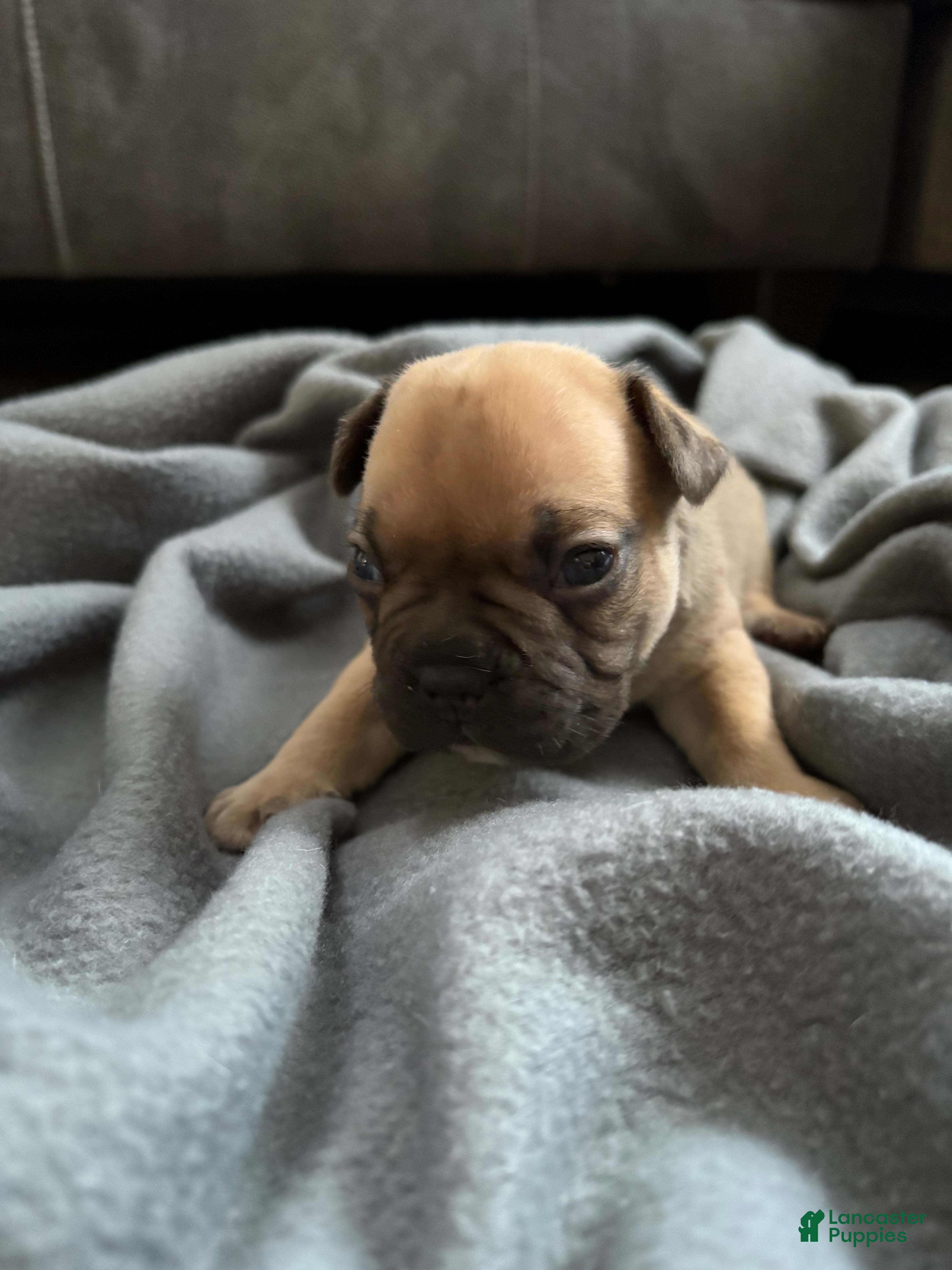 French Bulldog dogs French Bulldog Puppy 1 - Ad 21