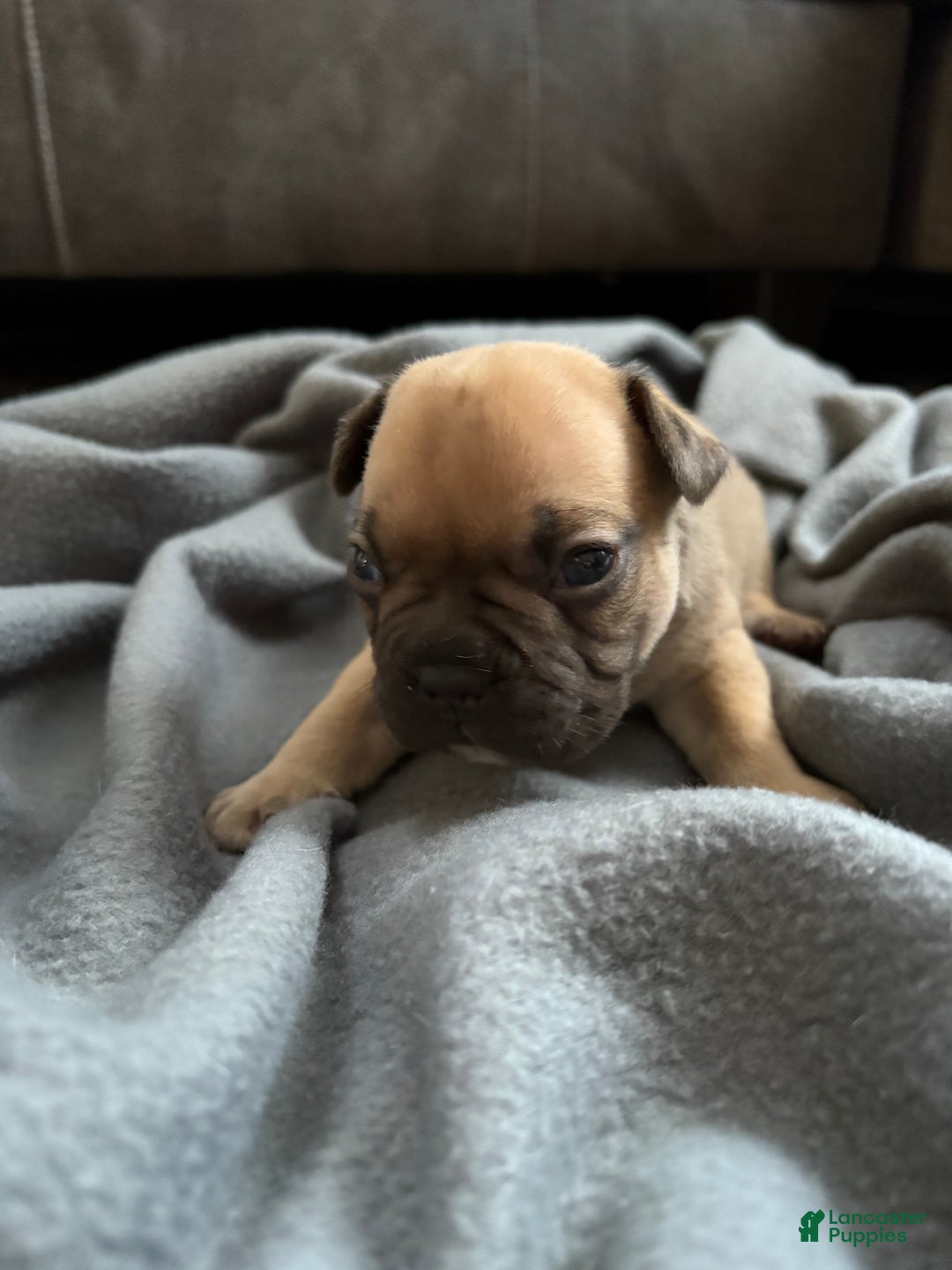 French Bulldog dogs for sale: French Bulldog Puppy 1 - Ad 1