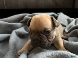 French Bulldog dogs French Bulldog Puppy 1 - Ad 21
