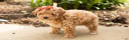 Miniature Poodle dogs for sale: Pansy  - Ad 3