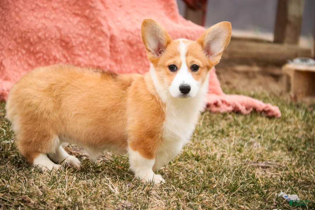 Welsh Corgi Pembroke dogs for sale: Gwen - Ad 2