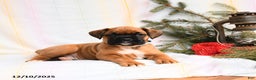 Boxer dogs for sale: Blitzen - Ad 3