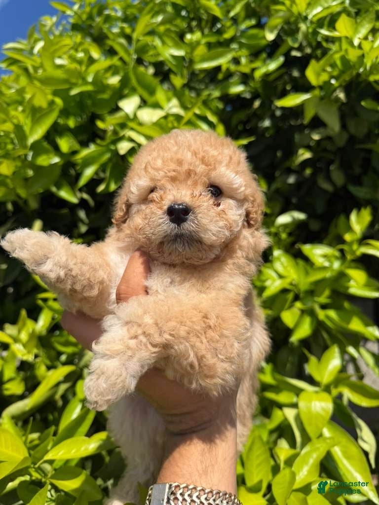 Toy Poodle dogs Toy Poodle Puppy 2 - Ad 1