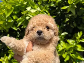 Toy Poodle dogs for sale: Toy Poodle Puppy 2 - Ad 4