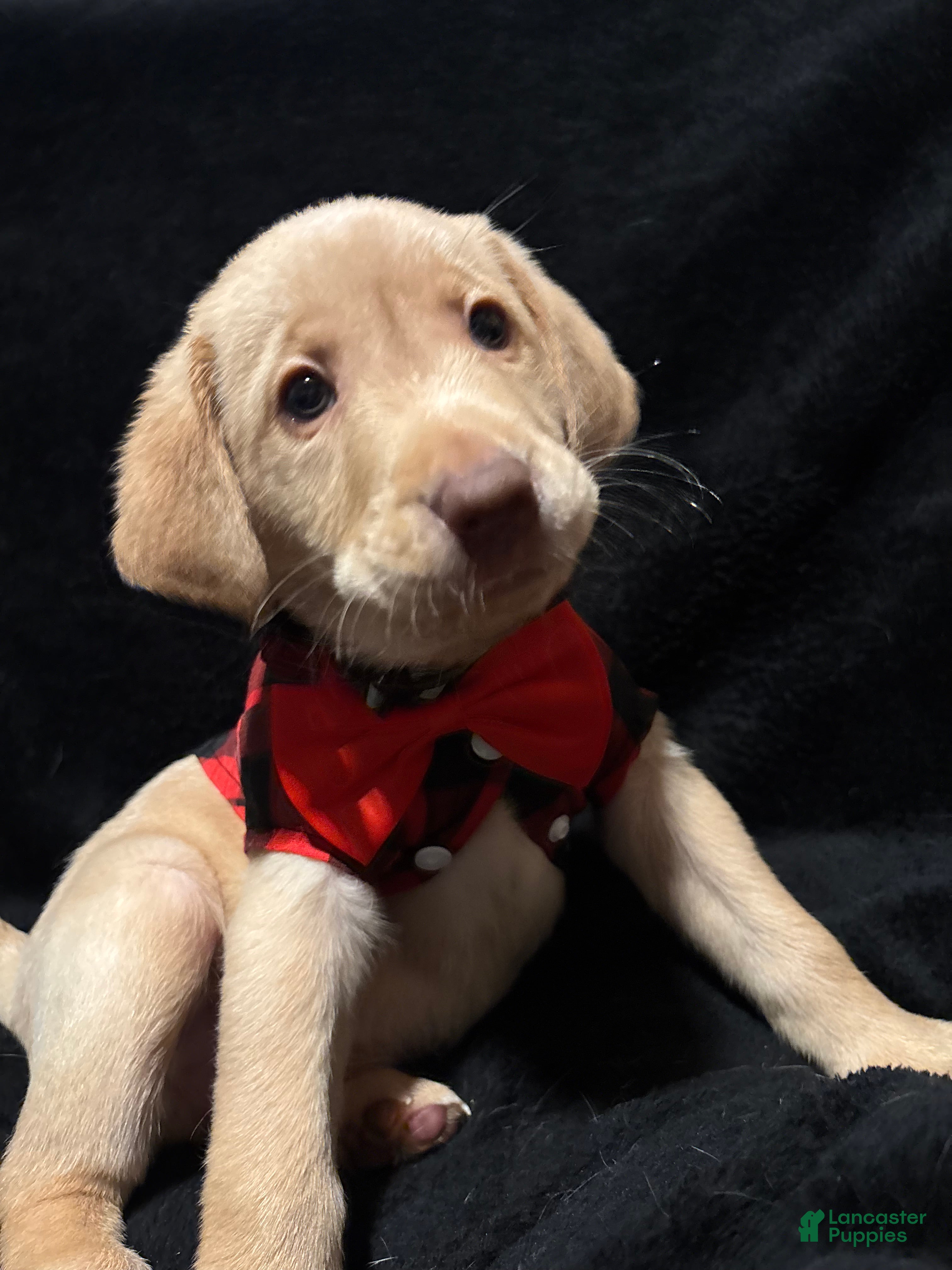 Labrador Retriever dogs Turbo (grey)  - Ad 16