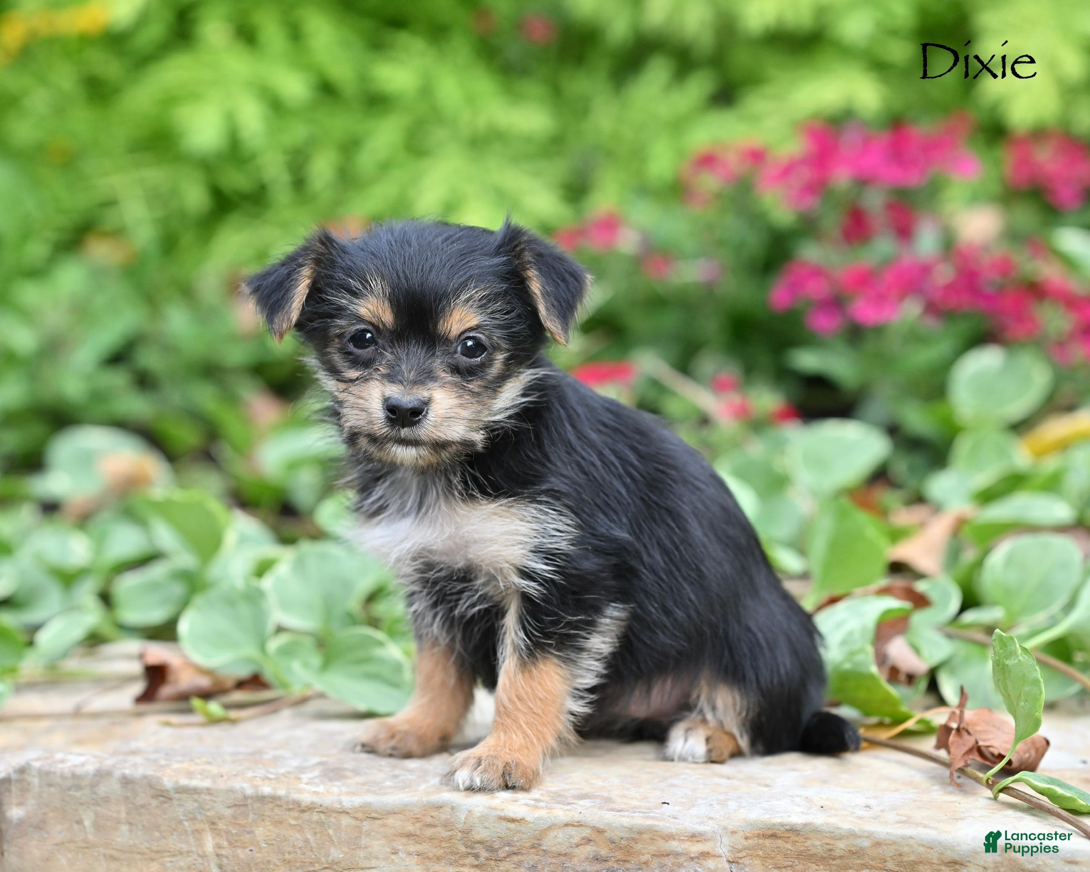 Morkie dogs Dixie - Ad 1
