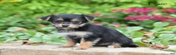 Morkie dogs for sale: Dixie - Ad 1