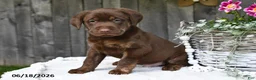 Labrador Retriever dogs for sale: Rusty - Ad 2