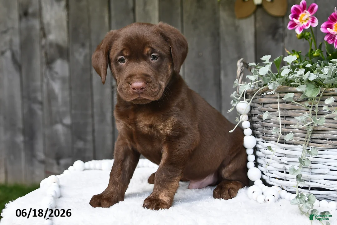 Labrador Retriever dogs for sale: Rusty - Ad 2