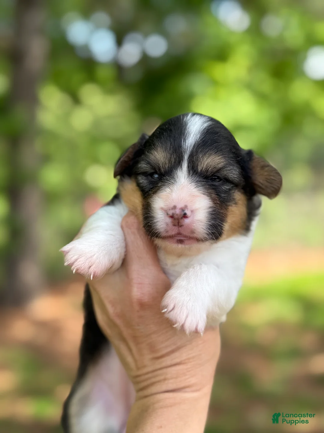 Welsh Corgi Pembroke dogs for sale: Fluffy Female - Ad 1