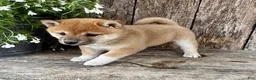 Shiba Inu dogs for sale: Pickles - Ad 7