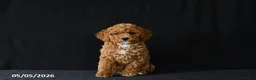 Miniature Poodle dogs for sale: Faye - Ad 2