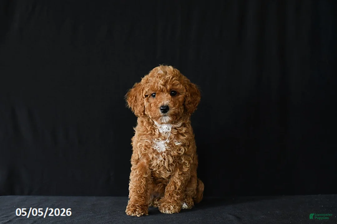 Miniature Poodle dogs for sale: Faye - Ad 2