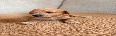 Penny