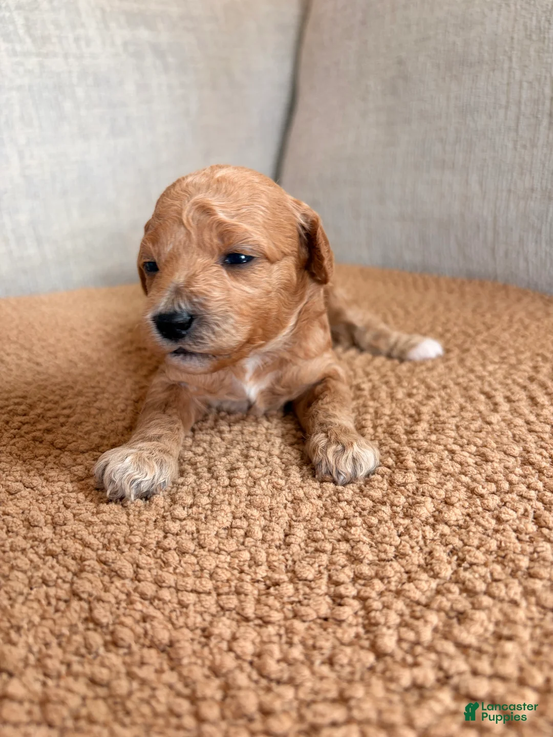 Mini Goldendoodle dogs for sale: Penny - Ad 1