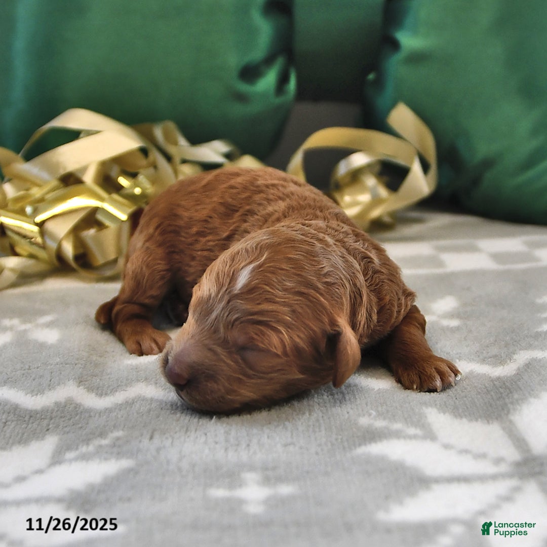 Mini Goldendoodle dogs for sale: Forest - Ad 2