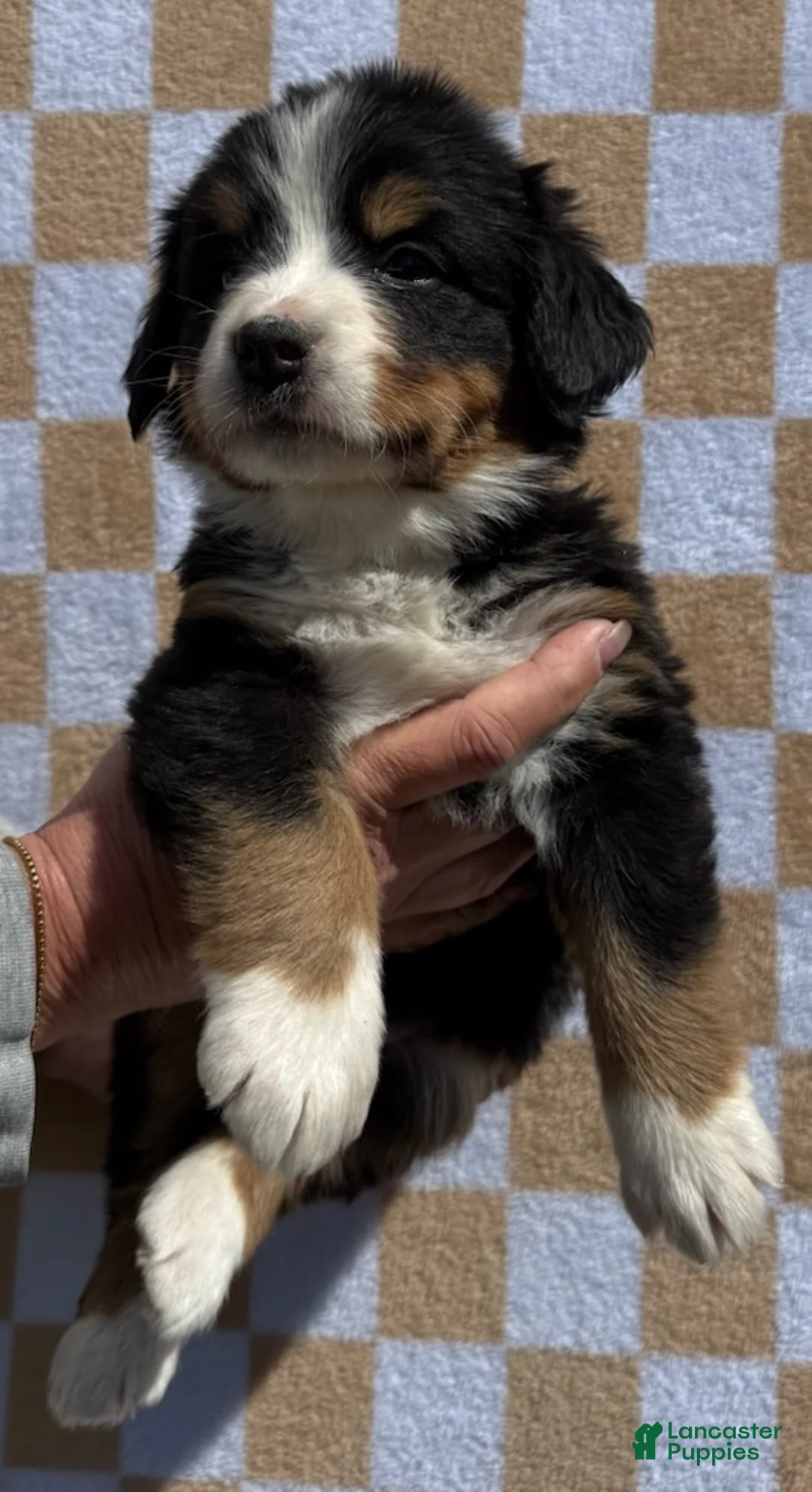 Bernese Mountain Dog dogs for sale: Merica - Ad 1