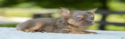 French Bulldog dogs for sale: Liam - Ad 8
