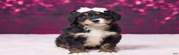 Bernedoodle dogs for sale: Gloria - Ad 3