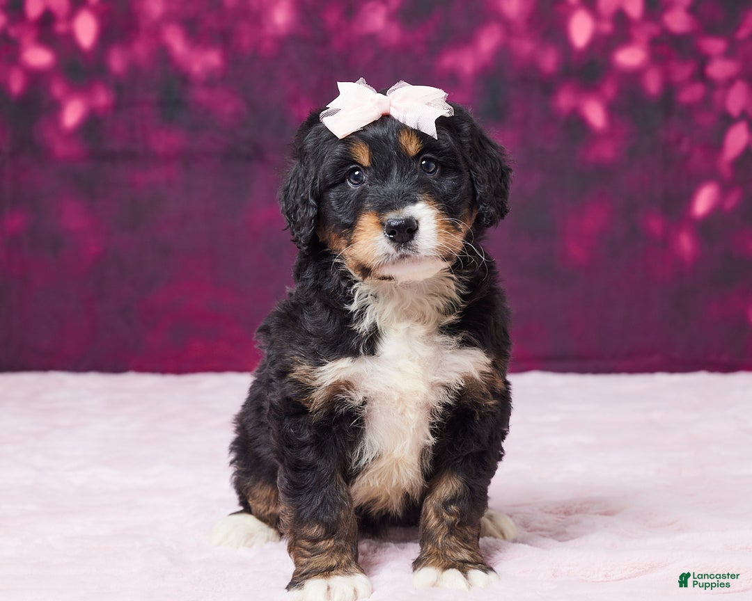 Bernedoodle dogs for sale: Gloria - Ad 3