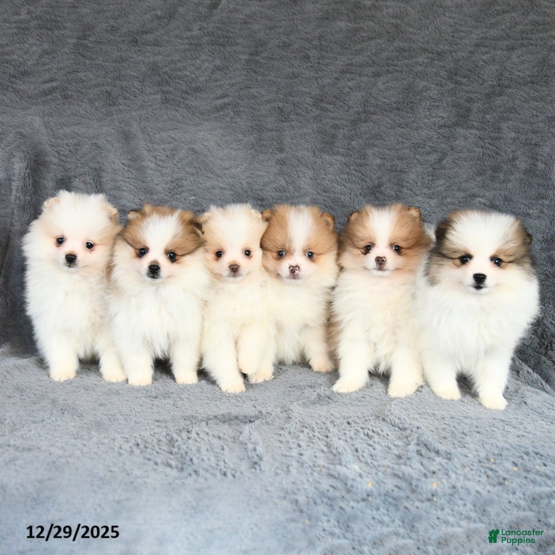 Pomeranian dogs for sale: Espresso - Ad 5