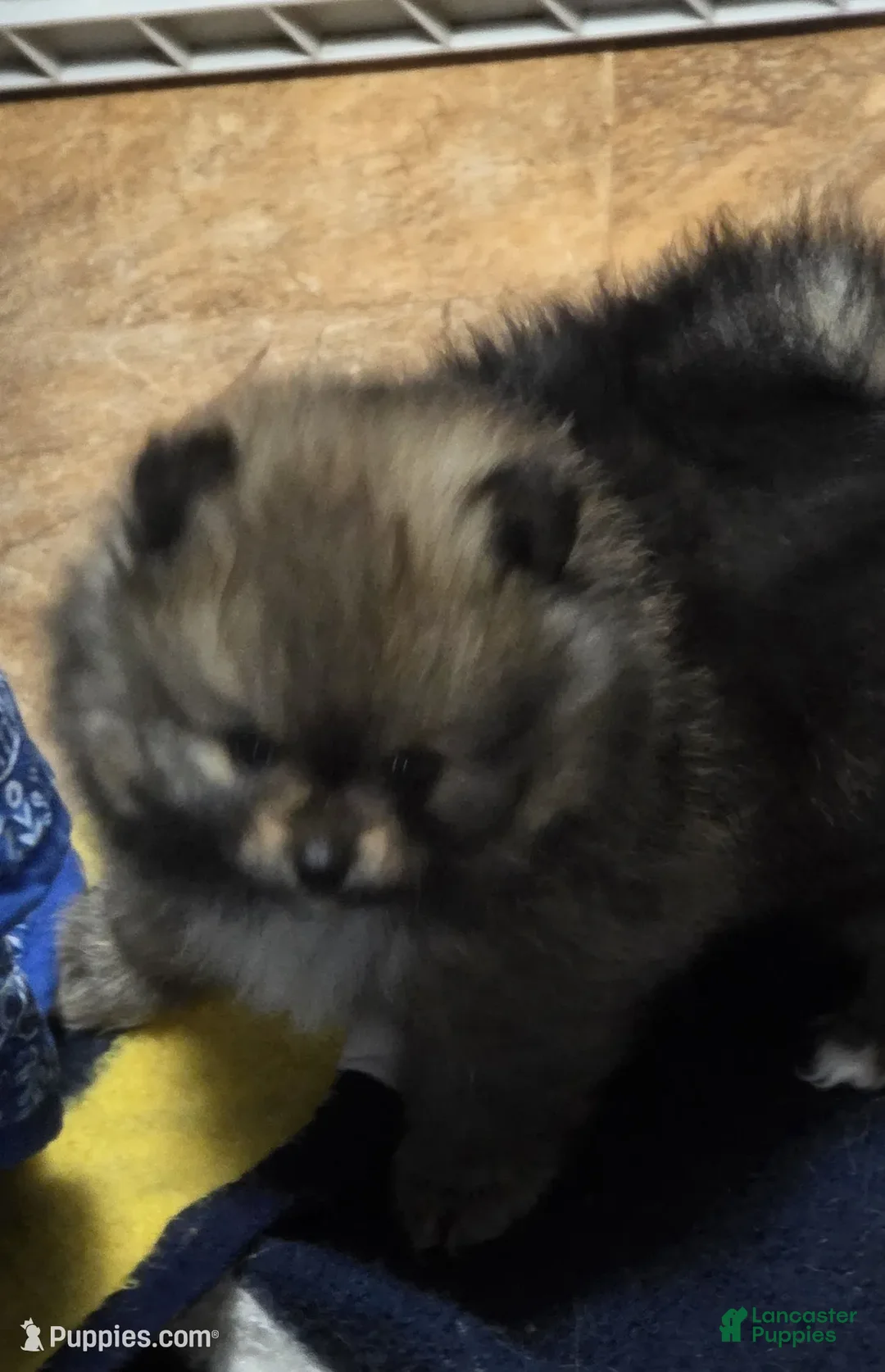 Pomeranian dogs for sale: Akc Holly  - Ad 1