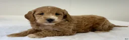 Mini Goldendoodle dogs for sale: Sadie - Ad 8