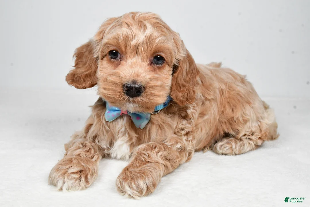 Cockapoo dogs for sale: Preston - Ad 2
