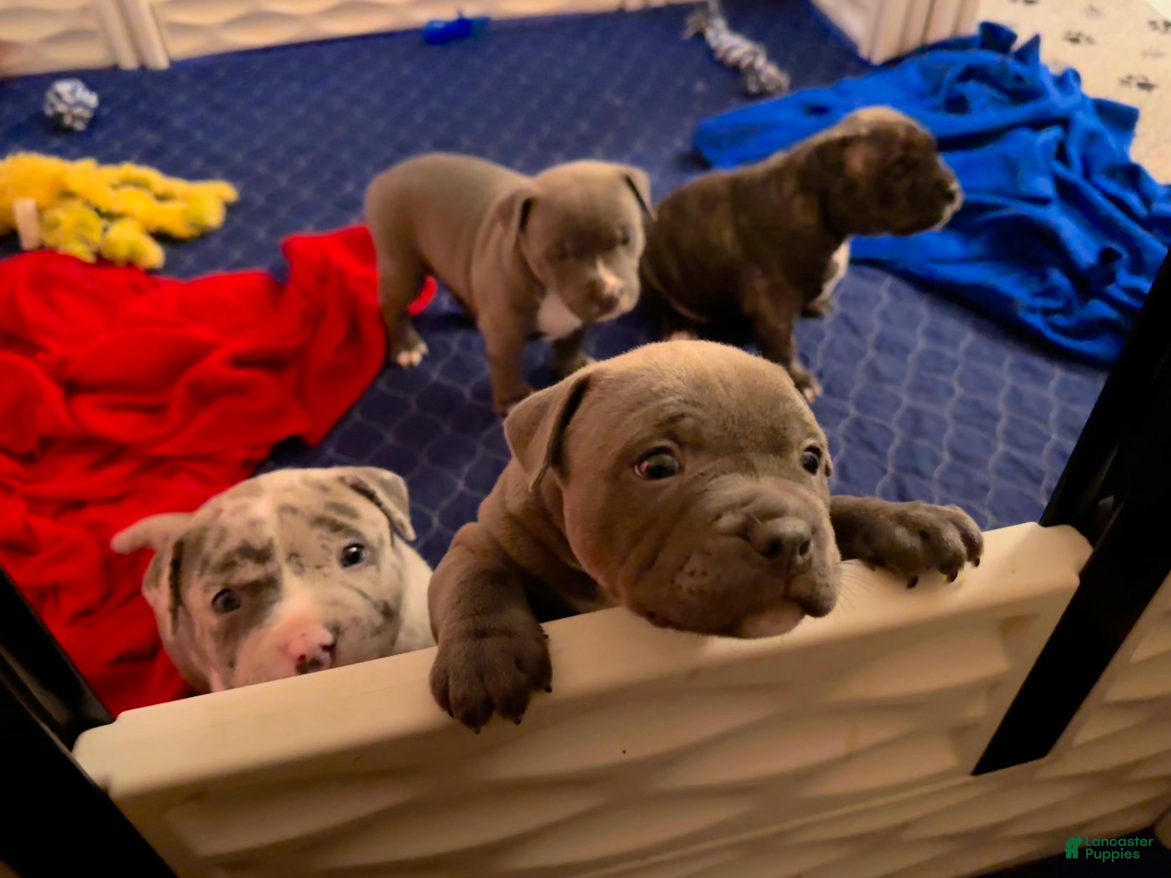 American Bully dogs American Bully 3 - Ad 2