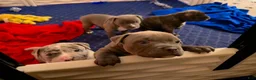 American Bully dogs for sale: American Bully 3 - Ad 7