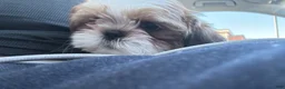 Shih Tzu dogs for sale: Shih Tzu 1 - Ad 5