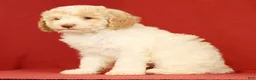 Miniature Poodle dogs for sale: Cody - Ad 8