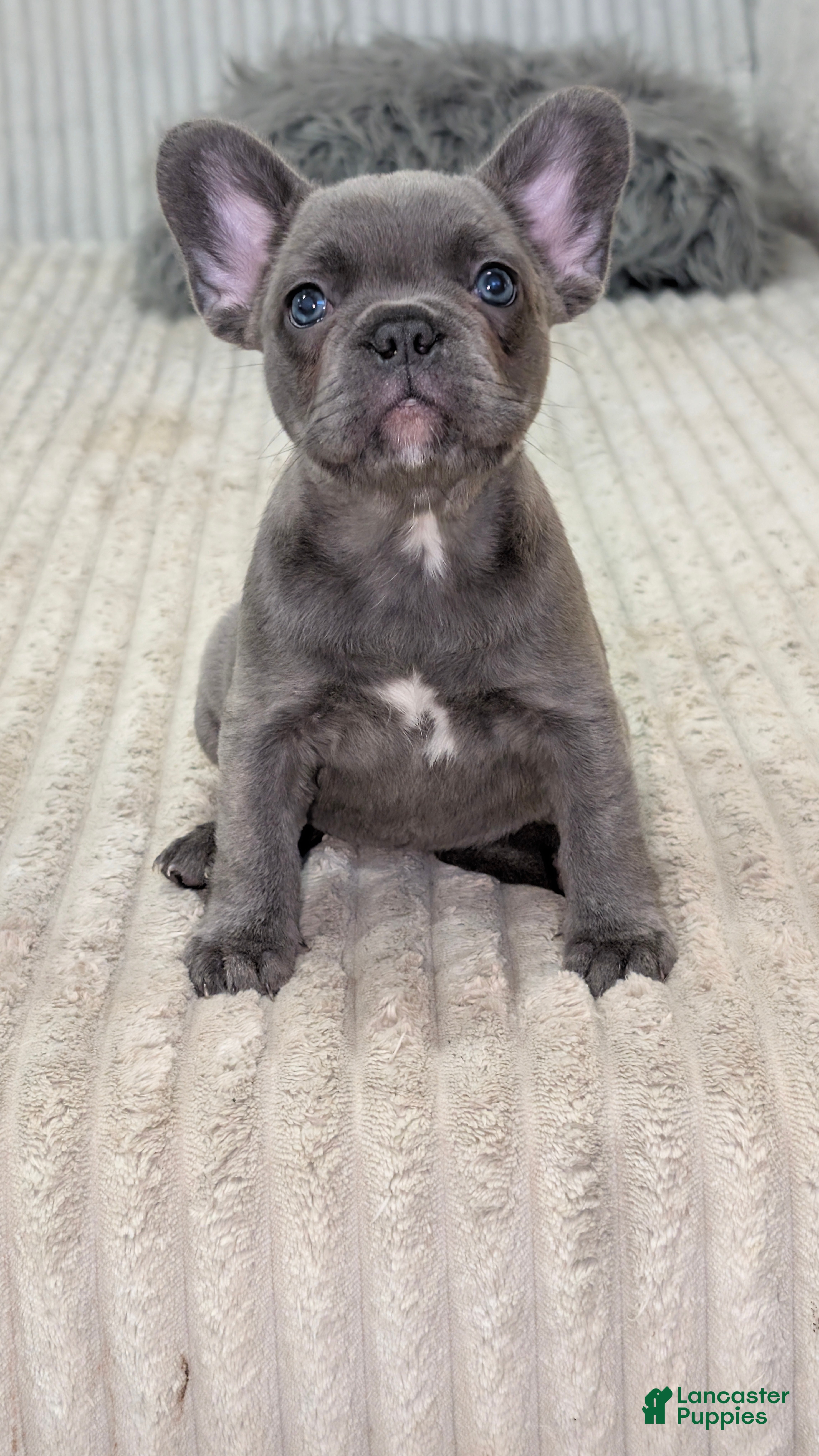 French Bulldog dogs Grey Blue Fluff - Ad 1