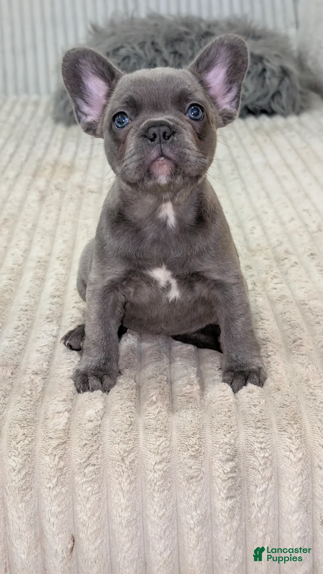 French Bulldog dogs for sale: Grey Blue Fluff - Ad 1