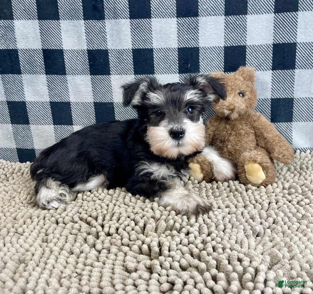 Miniature Schnauzer dogs for sale: Sally - Ad 5