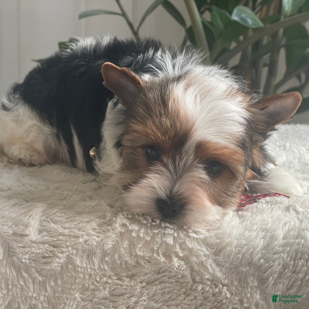Biewer Terrier dogs for sale: Pippin - Ad 1