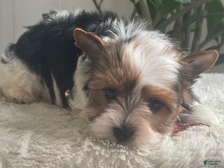 Biewer Terrier dogs Pippin - Ad 5